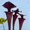 S. flava var. atropurpurea, "2AT"  blurred