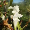 S. leucophylla var. alba, A. Parise blurred