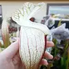 S. leucophylla var. alba HCW "Avalanche", vigorous, fat pitchers blurred