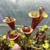S. flava var. atropurpurea lidless "Fire Tornado" blurred