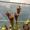 S. flava var. atropurpurea lidless "Fire Tornado" blurred