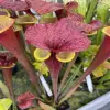 S. flava var. atropurpurea 'Waccamaw' blurred