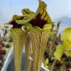 S. flava ornata Extreme Black Throat DC blurred
