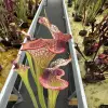 Sarracenia x "Spartan Cliff" blurred