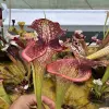 Sarracenia x "Spartan Cliff" blurred