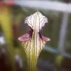 Sarracenia x "Spartan Cliff" blurred