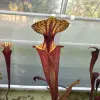 S. flava var. rubricorpora "Chernobyl" blurred
