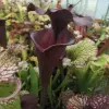 S. flava var. atropurpurea blurred