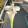 Sarracenia x "White Love" blurred