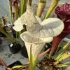 Sarracenia x "White Love" blurred