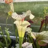 Sarracenia x "White Love" blurred