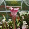 S. leucophylla "Pink spirit", pink tall  blurred