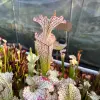 S. leucophylla, long neck, clone B blurred