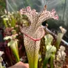 S. leucophylla, long neck, clone B blurred