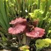 S. flava var. atropurpurea "Kimber red ruffles" blurred