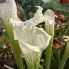S. leucophylla 'White beast' blurred