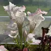 S. leucophylla "Frostbane", giant blurred