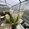 S. leucophylla "Bulbosa" blurred