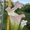 S. leucophylla "Bocaza", red & white, giant form blurred