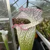 S. leucophylla "Bocaza", red & white, giant form blurred