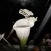 Sarracenia leucophylla var. alba 'Hurricane Creek White', DC pink selection blurred