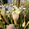 Sarracenia leucophylla var. alba 'Hurricane Creek White', DC pink selection blurred