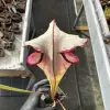 Sarracenia x "Pennywise" blurred