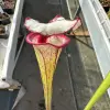 Sarracenia x "Pennywise" blurred