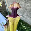 Sarracenia x "Derry"  blurred