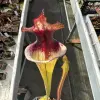 Sarracenia x "Derry"  blurred