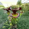 Sarracenia hybrid, extremely big blurred