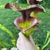 Sarracenia hybrid, extremely big blurred