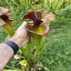 Sarracenia hybrid, extremely big blurred