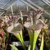 Sarracenia leucophylla, purple lips blurred