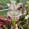 Sarracenia leucophylla, purple lips blurred