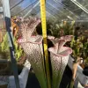 Sarracenia leucophylla, very tall, red veined with clear white fenestration blurred