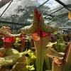 Sarracenia flava "Super extreme red throat" blurred