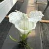 Sarracenia leucophylla var. alba 'Hurricane Creek White', "Beast clone" blurred