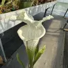 Sarracenia leucophylla var. alba 'Hurricane Creek White', "Beast clone" blurred