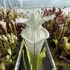 Sarracenia leucophylla var. alba 'Hurricane Creek White', "Beast clone" blurred