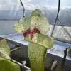 Sarracenia x (Juthatip soper x Leah Wilkerson) blurred