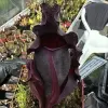 Sarracenia purpurea ssp. venosa var. burkii "Luis burke" blurred