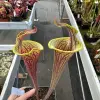 Sarracenia moorei  lidless blurred