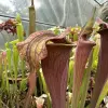 Sarracenia alata OP blurred