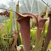Sarracenia alata OP blurred