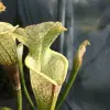 S. leucophylla var. alba 'Hurricane Creek White', clone E blurred