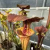 Sarracenia flava "Tired lid" blurred