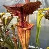 Sarracenia flava "Tired lid" blurred