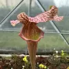 Sarracenia x (Reptilian Rose x leuco Purple Lips)  blurred