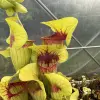 Sarracenia catasbaei, clone 1 blurred